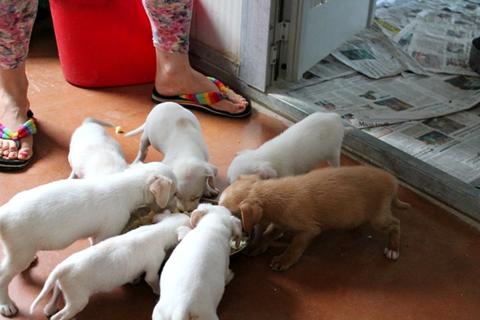 11 cuccioli abbandonati in una scatola!